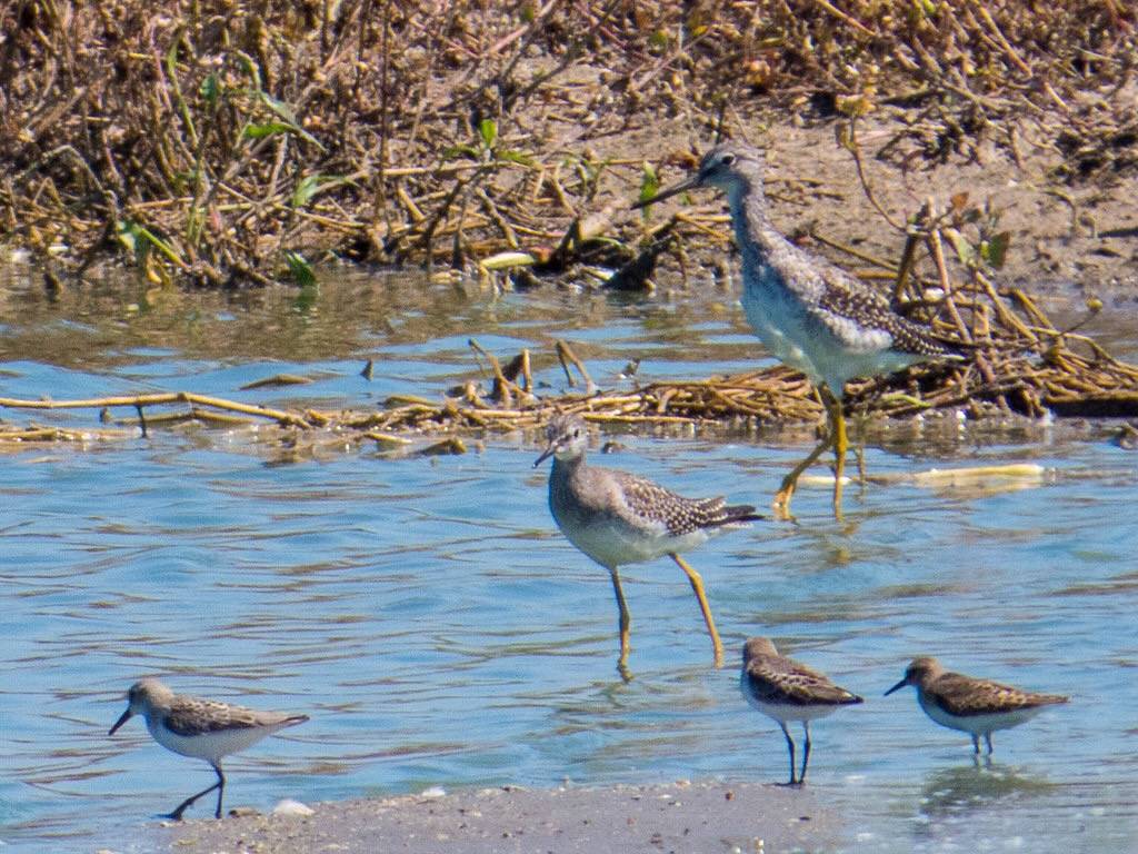 Greater & Lesser Yellowlegs, Sandpipers by webbcat is licensed under CC BY-NC-SA 2.0.